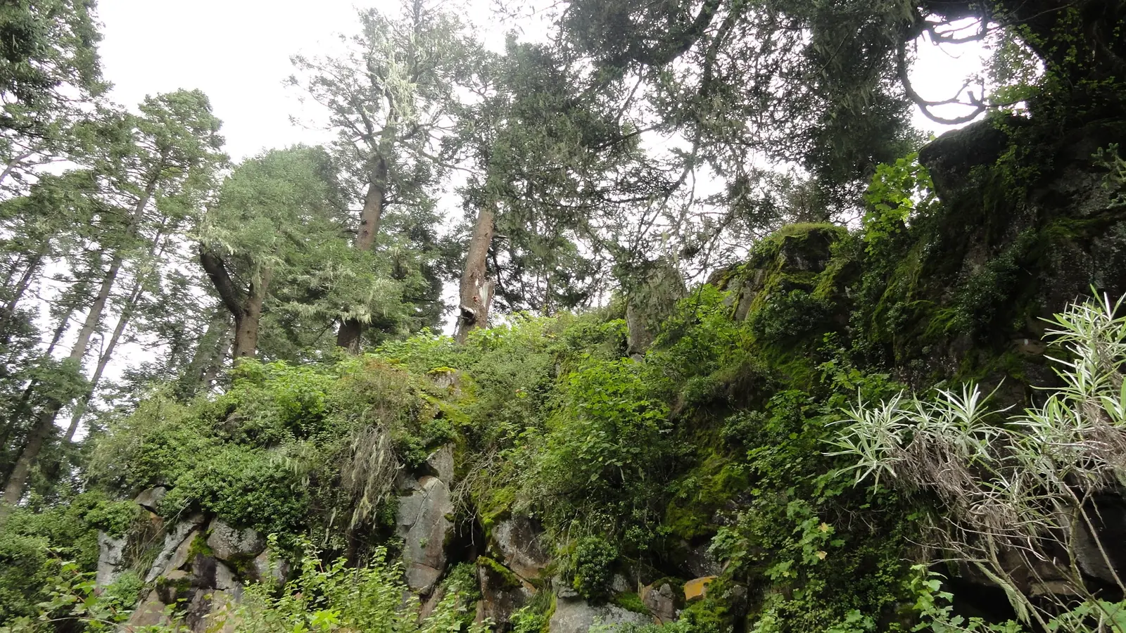 El Bosque Encantado