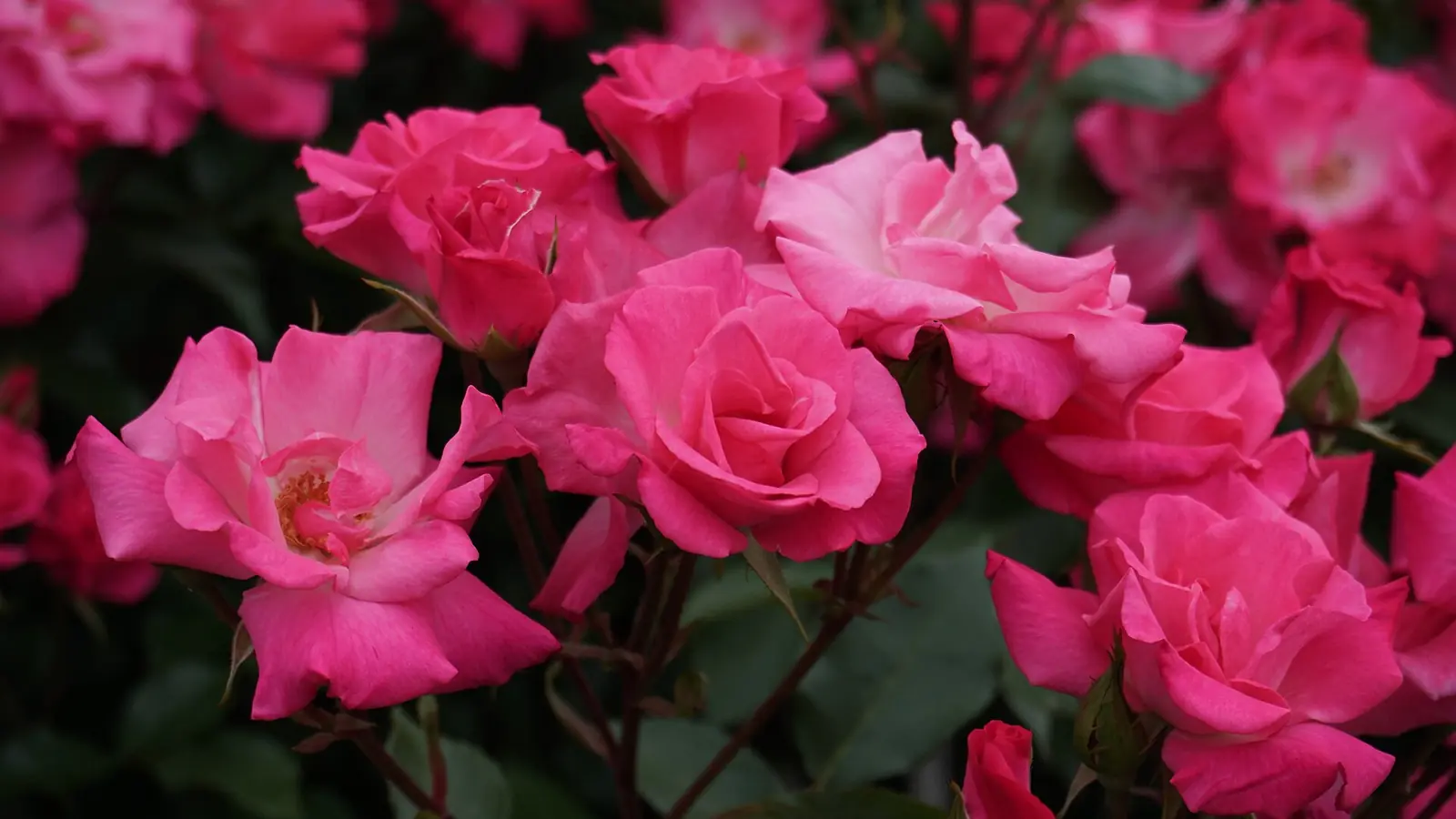 La vie en Rose - portada